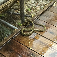 Protobothrops flavoviridis