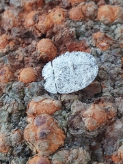 Emcephalus floccosus