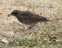 Turdus eunomus