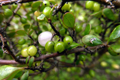 Coprosma pedicellata