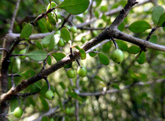 Coprosma pedicellata
