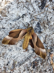 Coequosa triangularis