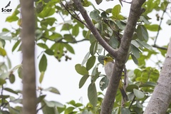 Pycnonotus xantholaemus