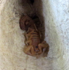 Centruroides testaceus