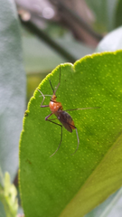 Coquillettidia xanthogaster