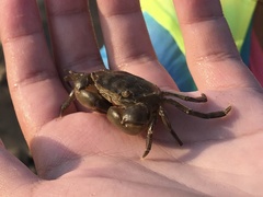 Hemigrapsus sanguineus