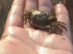 Hemigrapsus sanguineus