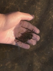 Hemigrapsus sanguineus