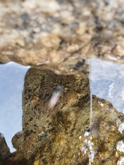 Anthopleura fuscoviridis