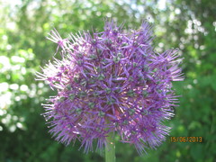 Allium aflatunense