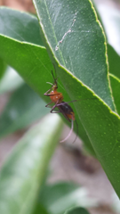 Coquillettidia xanthogaster