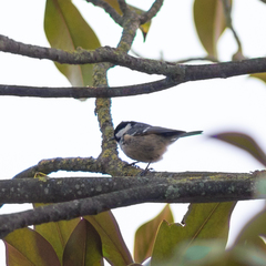 Periparus ater