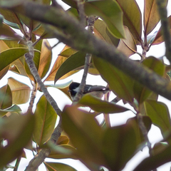 Periparus ater