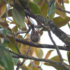 Periparus ater