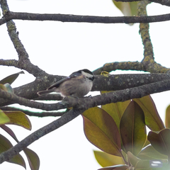 Periparus ater