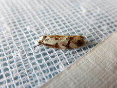 Palimmeces variegata