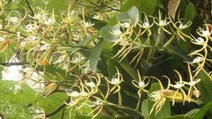 Epidendrum ciliare