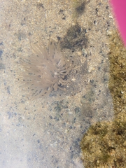 Anthopleura fuscoviridis