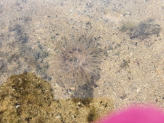 Anthopleura fuscoviridis