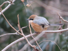 Lanius bucephalus