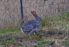 Lepus saxatilis