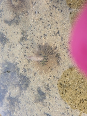 Anthopleura fuscoviridis