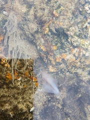 Anthopleura fuscoviridis