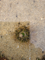 Anthopleura fuscoviridis