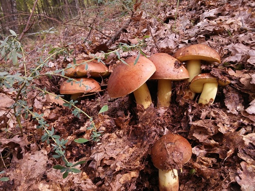 Butter Bolete