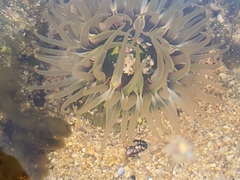 Anthopleura fuscoviridis