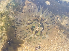 Anthopleura fuscoviridis