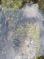 Anthopleura fuscoviridis