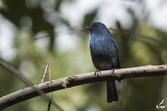 Eumyias albicaudatus