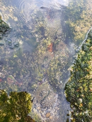 Anthopleura fuscoviridis