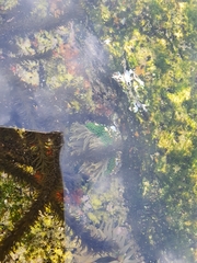 Anthopleura fuscoviridis