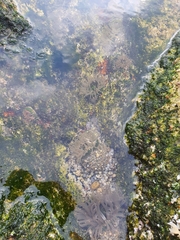 Anthopleura fuscoviridis