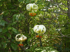 Lilium ledebourii