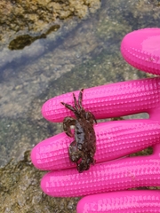 Pachygrapsus