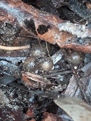 Pseudophryne australis