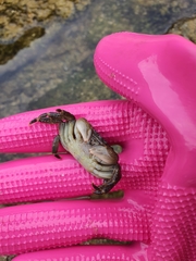 Pachygrapsus