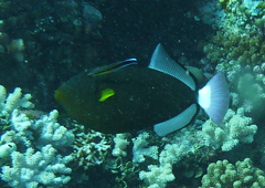 Melichthys vidua