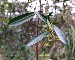 Anodendron affine
