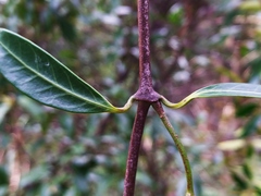 Anodendron affine