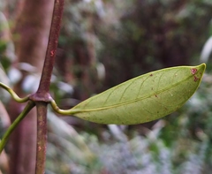 Anodendron affine