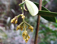 Anodendron affine