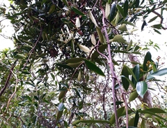 Anodendron affine