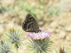 Satyrus parthicus