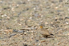 Syrrhaptes tibetanus