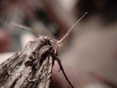 Ichneutica mutans