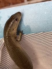 Cyclodomorphus michaeli